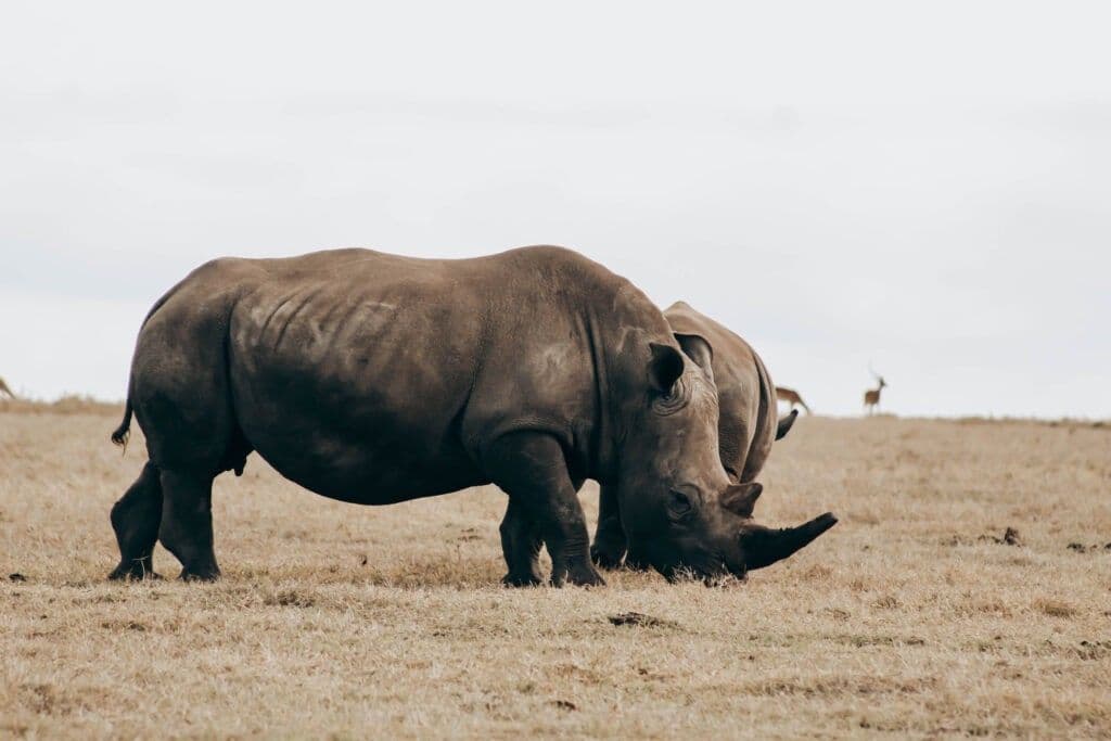 Lake Nakuru Safari
