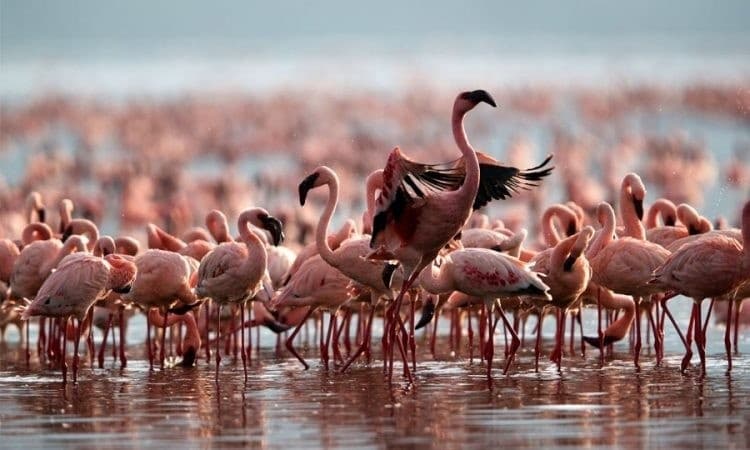 Lake Nakuru Safari