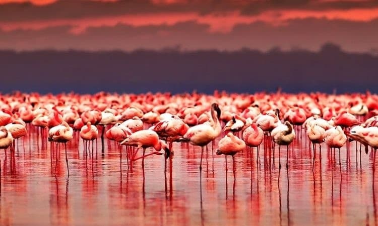 Lake Nakuru Safari signature view