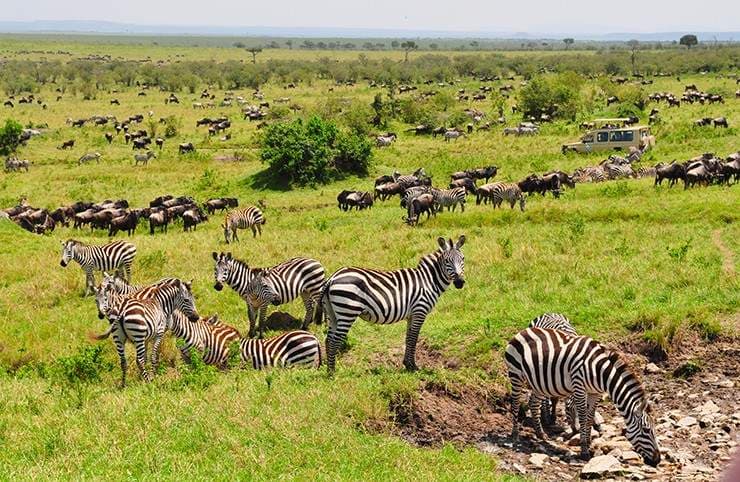 Maasai Mara Safari