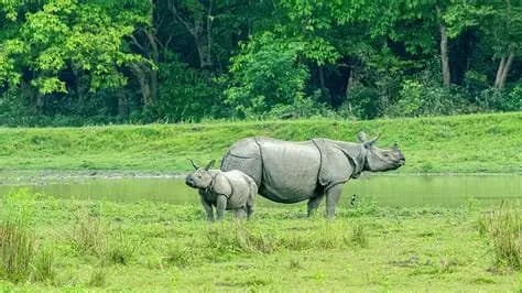 Manas National Park Safari
