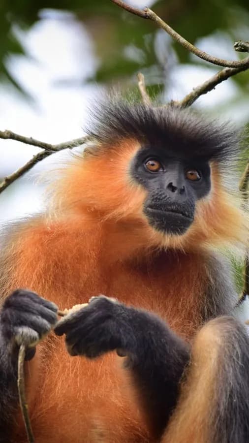Manas National Park Safari