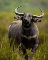 Wild Water Buffalo