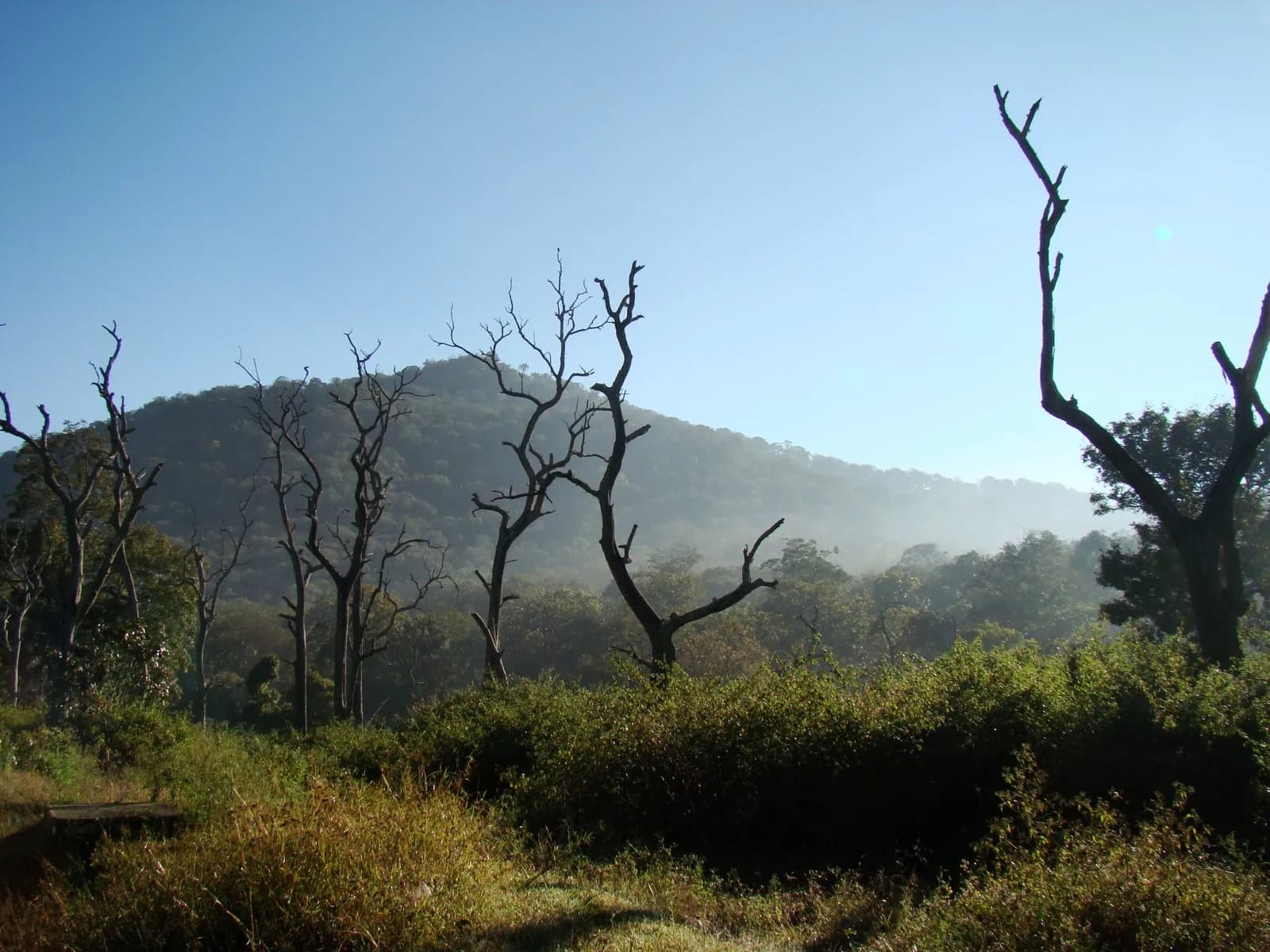Mudumalai National Park Safari visual 1