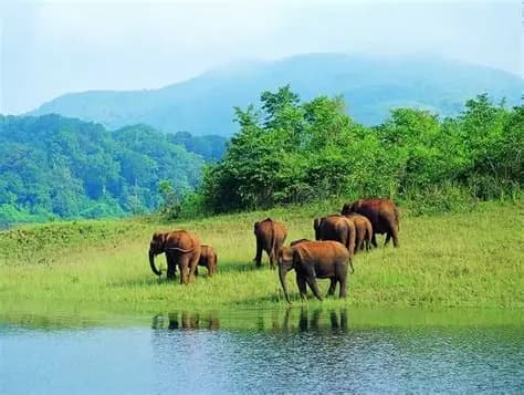 Mudumalai National Park Safari