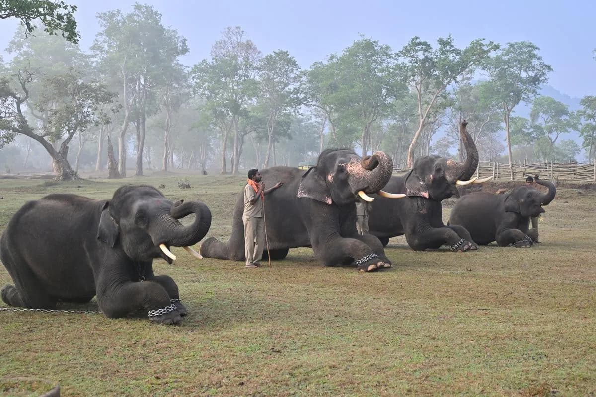 Mudumalai National Park Safari