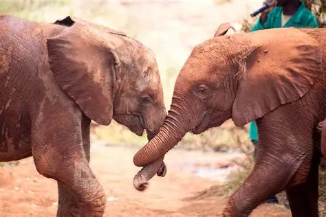 Nairobi Wildlife Escape