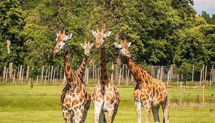 Nairobi Wildlife Escape visual 3
