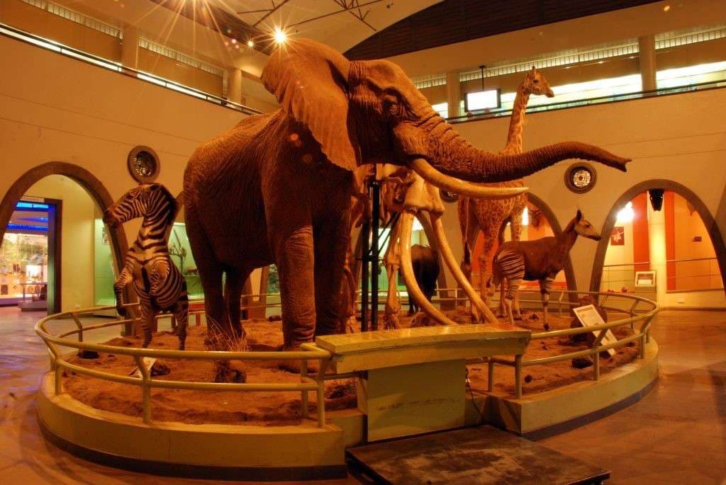 Nairobi Wildlife Escape scenic backdrop