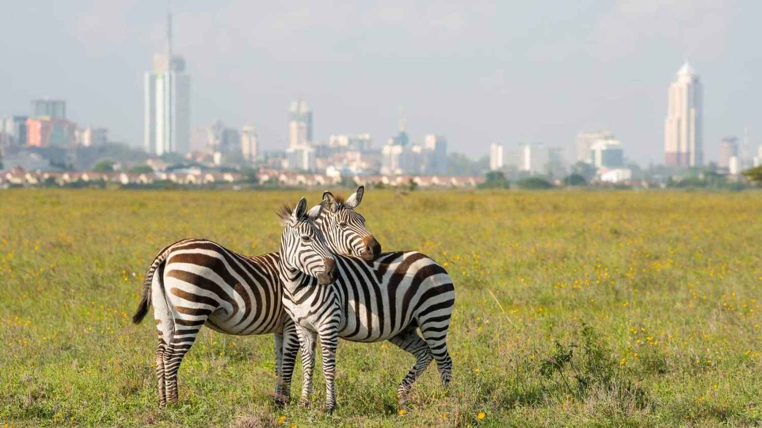 Nairobi Wildlife Escape