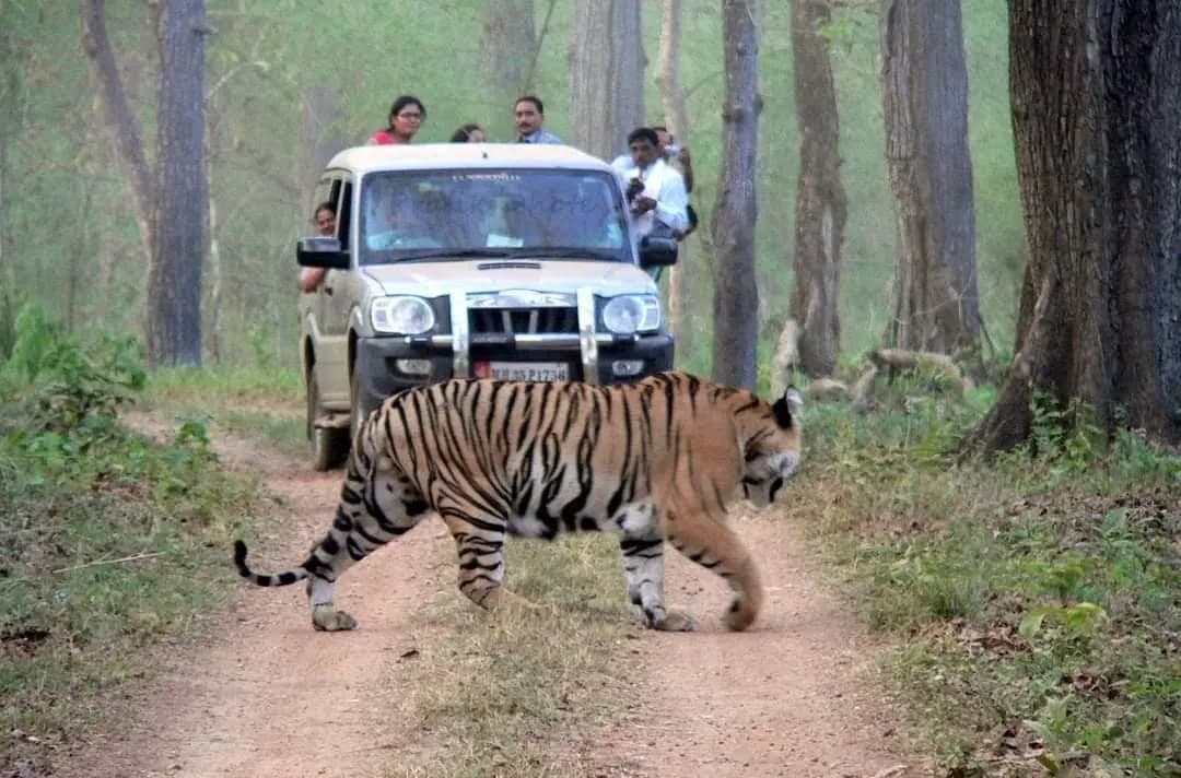 Navegaon Nagzira Tiger Reserve Safari visual 2
