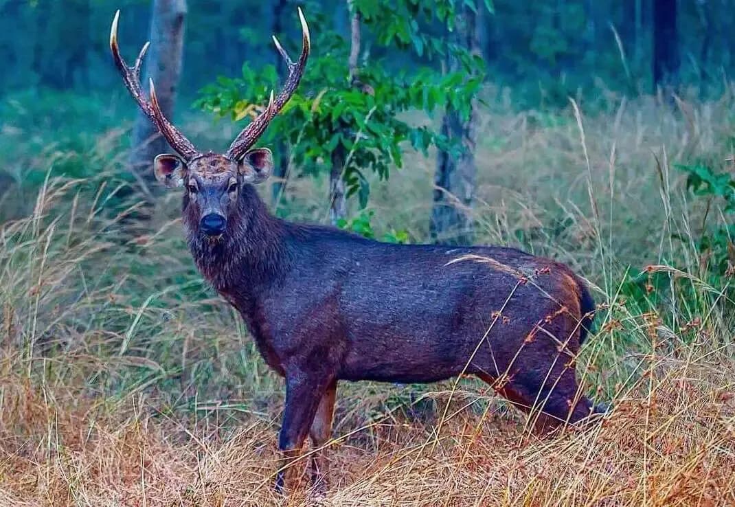 Navegaon Nagzira Tiger Reserve Safari