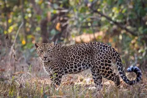 Navegaon Nagzira Tiger Reserve Safari