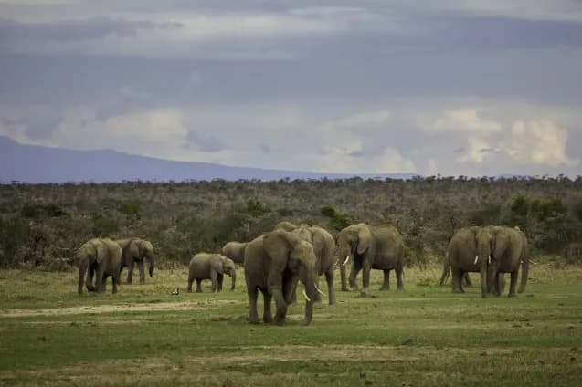 Ol Pejeta Conservancy Safari visual 2