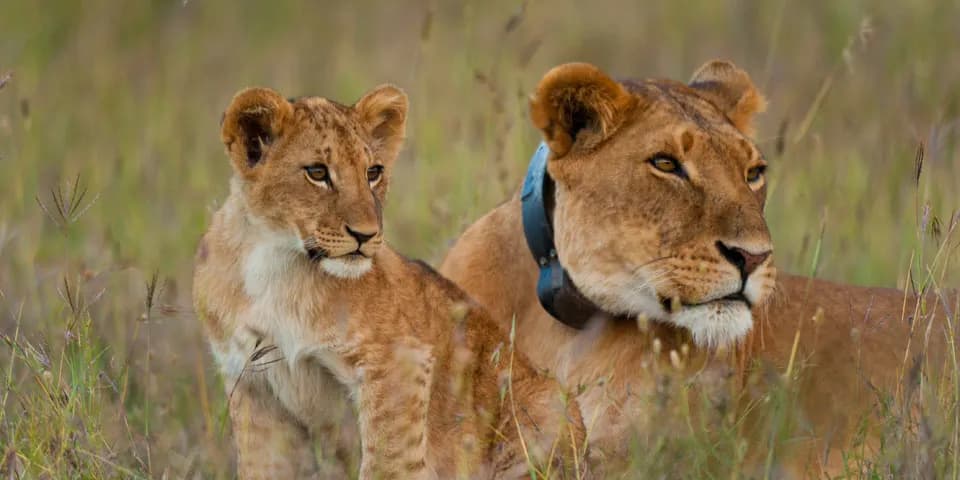 Big Five Game Drives