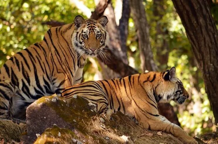 Panna Tiger Reserve Safari
