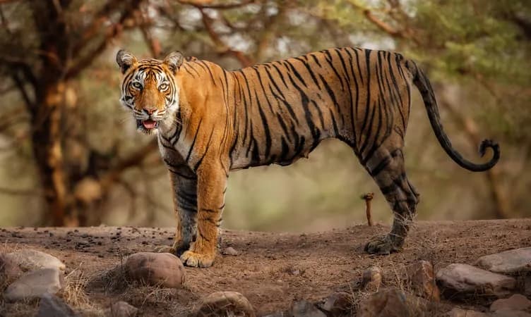 Panna Tiger Reserve Safari