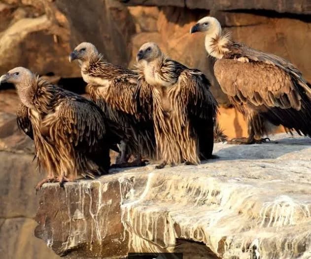 Vulture Colony