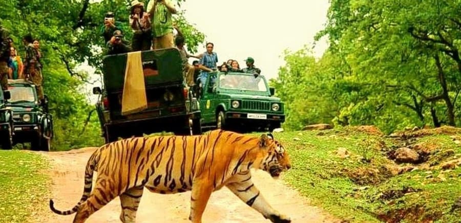 Pench Tiger Reserve Safari
