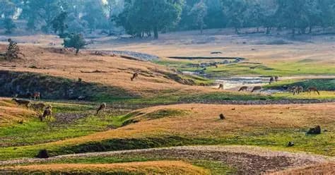 Pench Tiger Reserve Safari visual 2