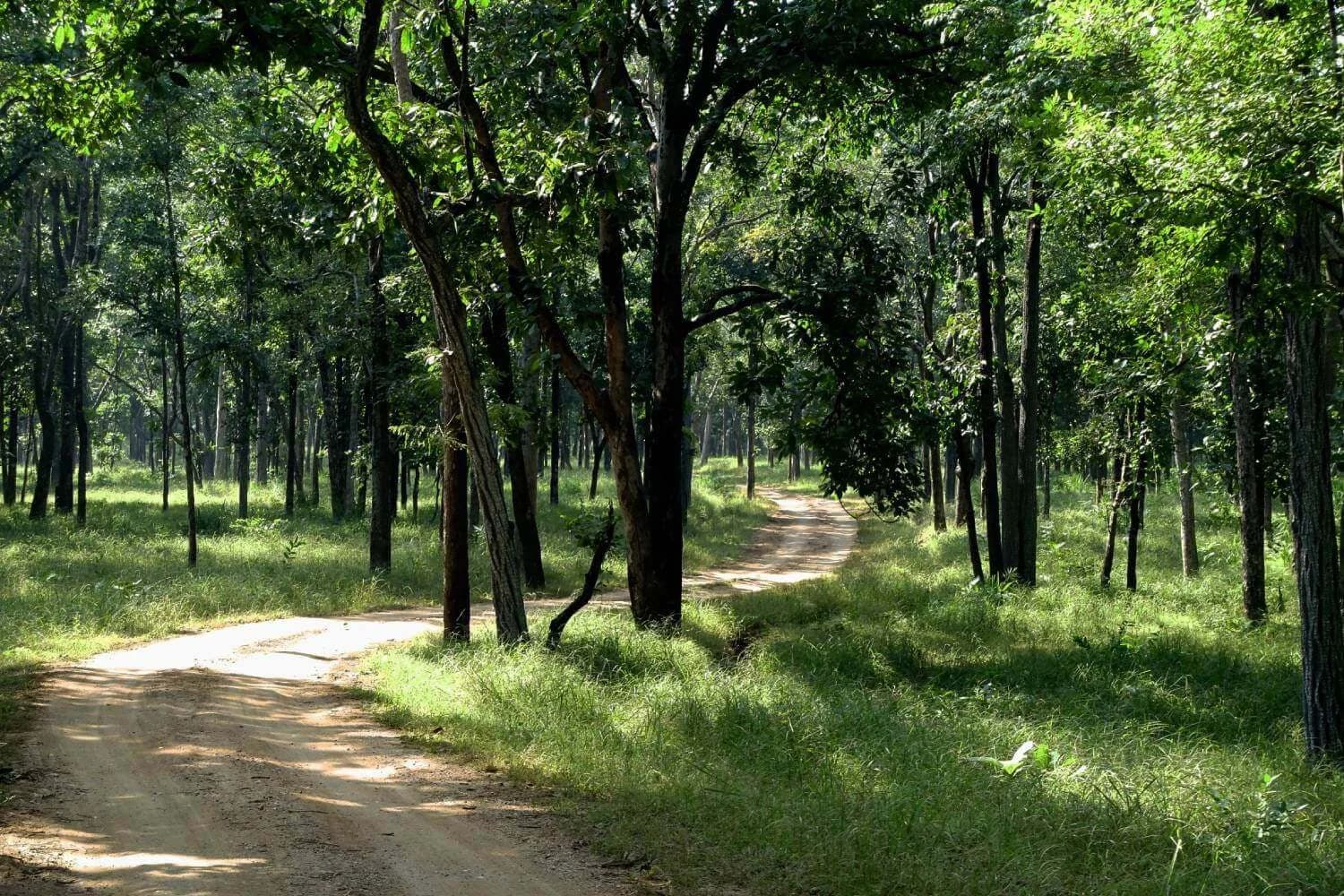 Teak Forest Landscape