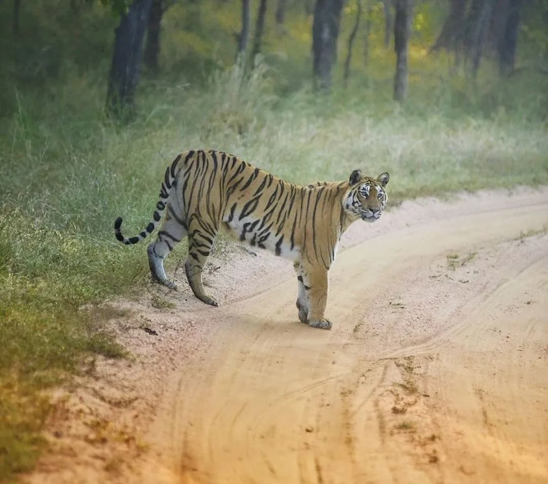 Pench Tiger Reserve Safari