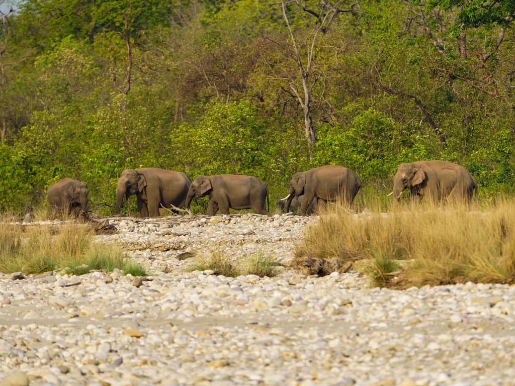 Asian Elephant Herds