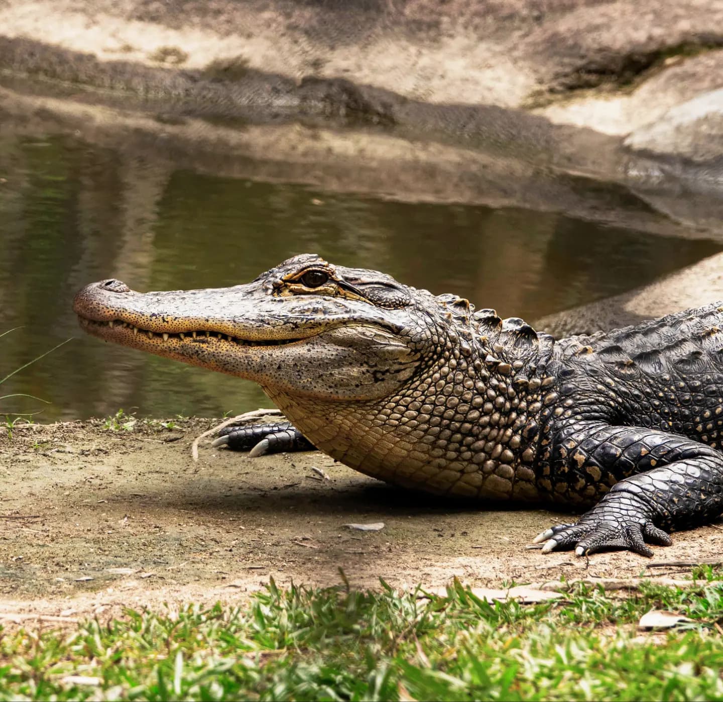 Crocodile Sightings