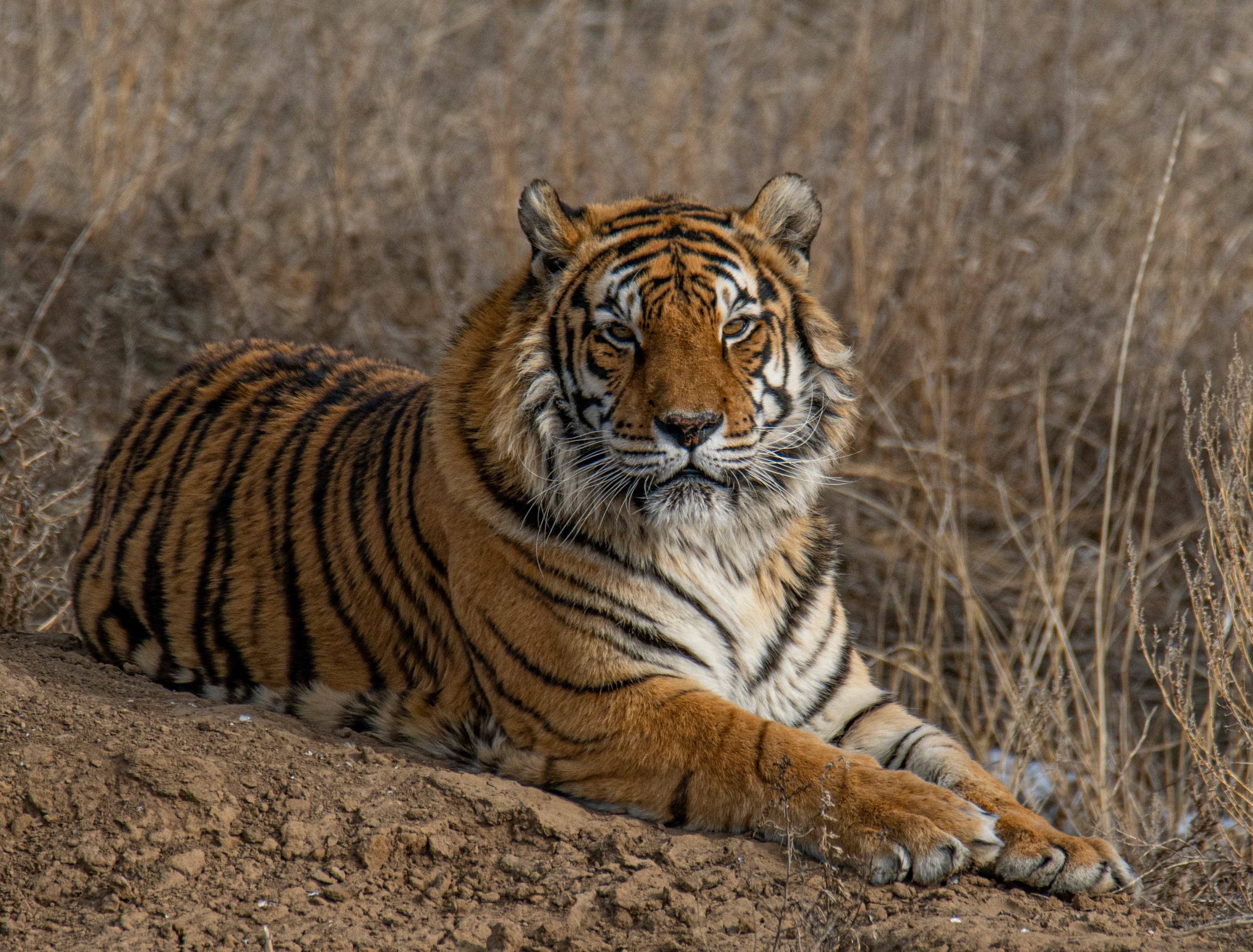 Ranthambore National Park Safari