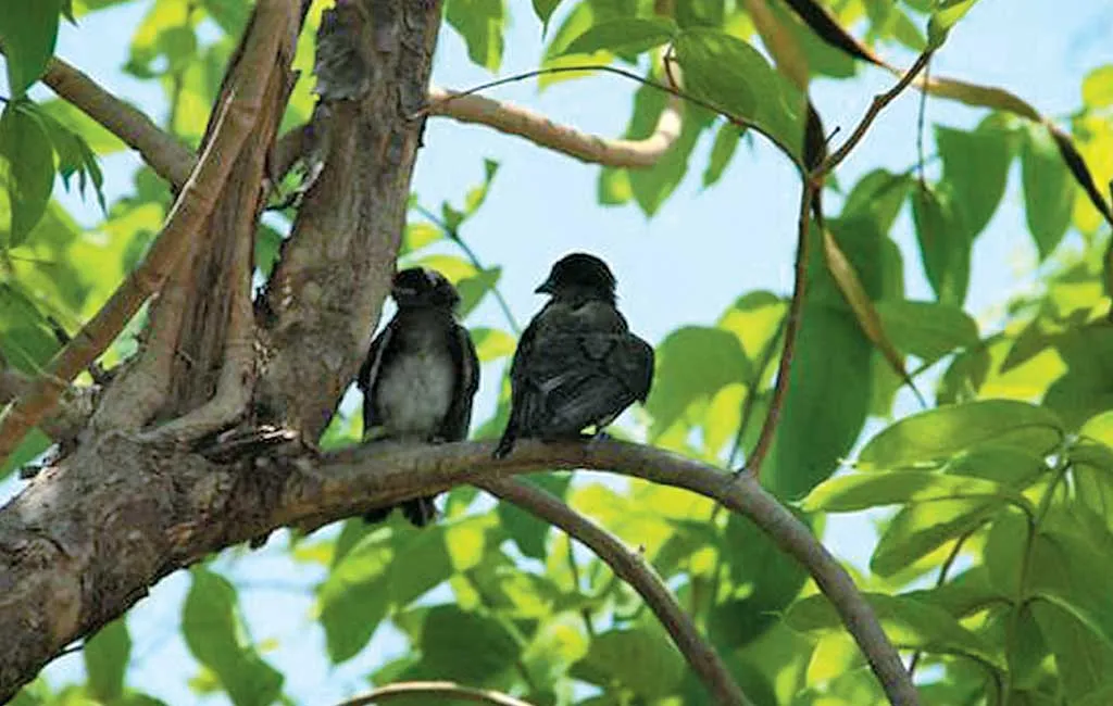 Rich Birdlife