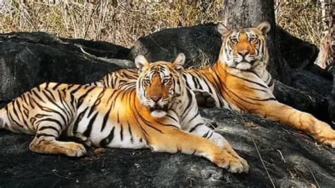 Ratapani Tiger Reserve Safari