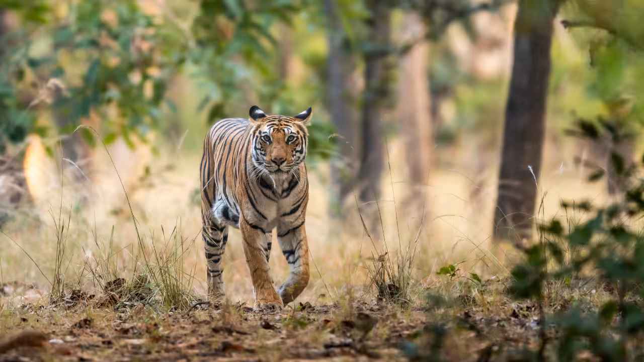 Ratapani Tiger Reserve Safari
