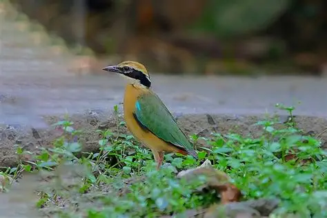 Sanjay Dubri National Park Safari scenic backdrop
