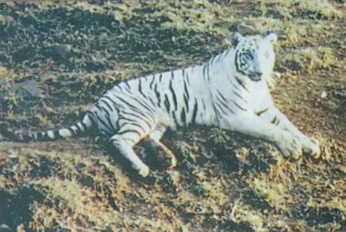 Mohan's Legacy — Birthplace of the White Tiger