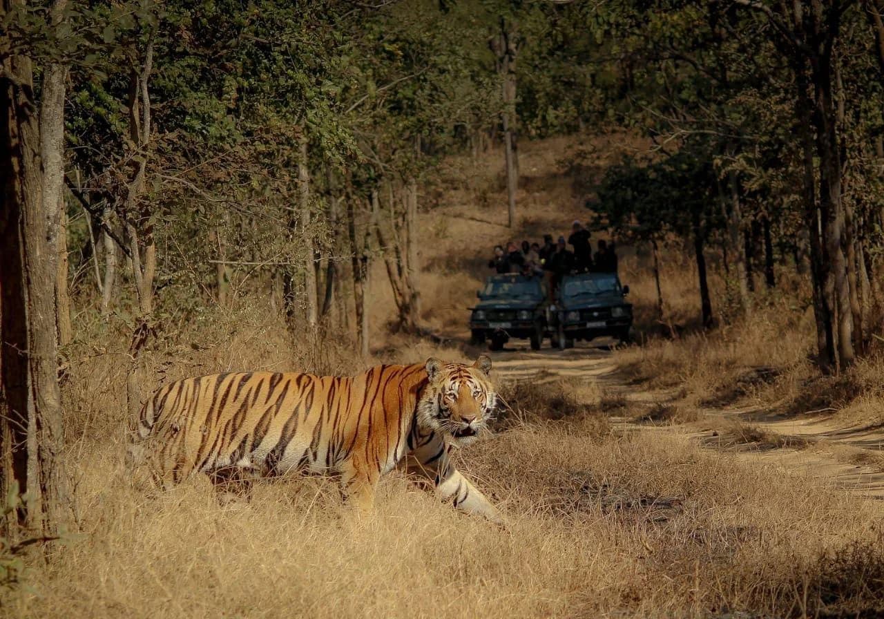 Sanjay Dubri National Park Safari