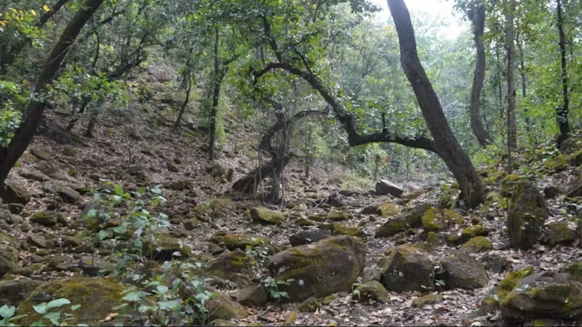 Sal Forests & Bamboo Groves