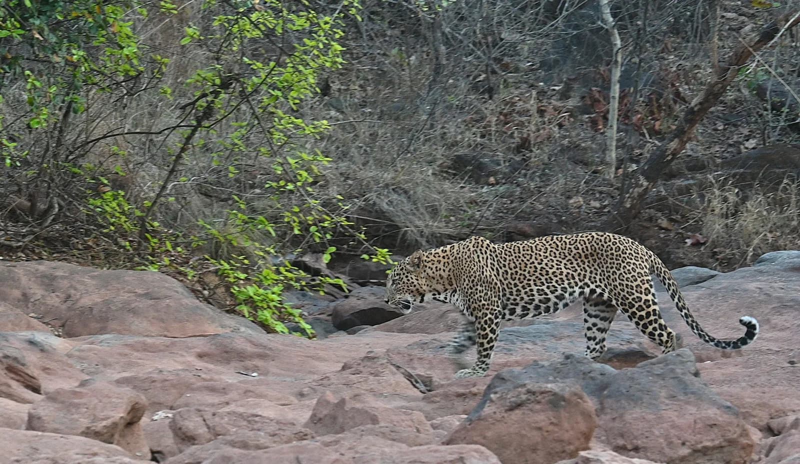 Leopard Sightings