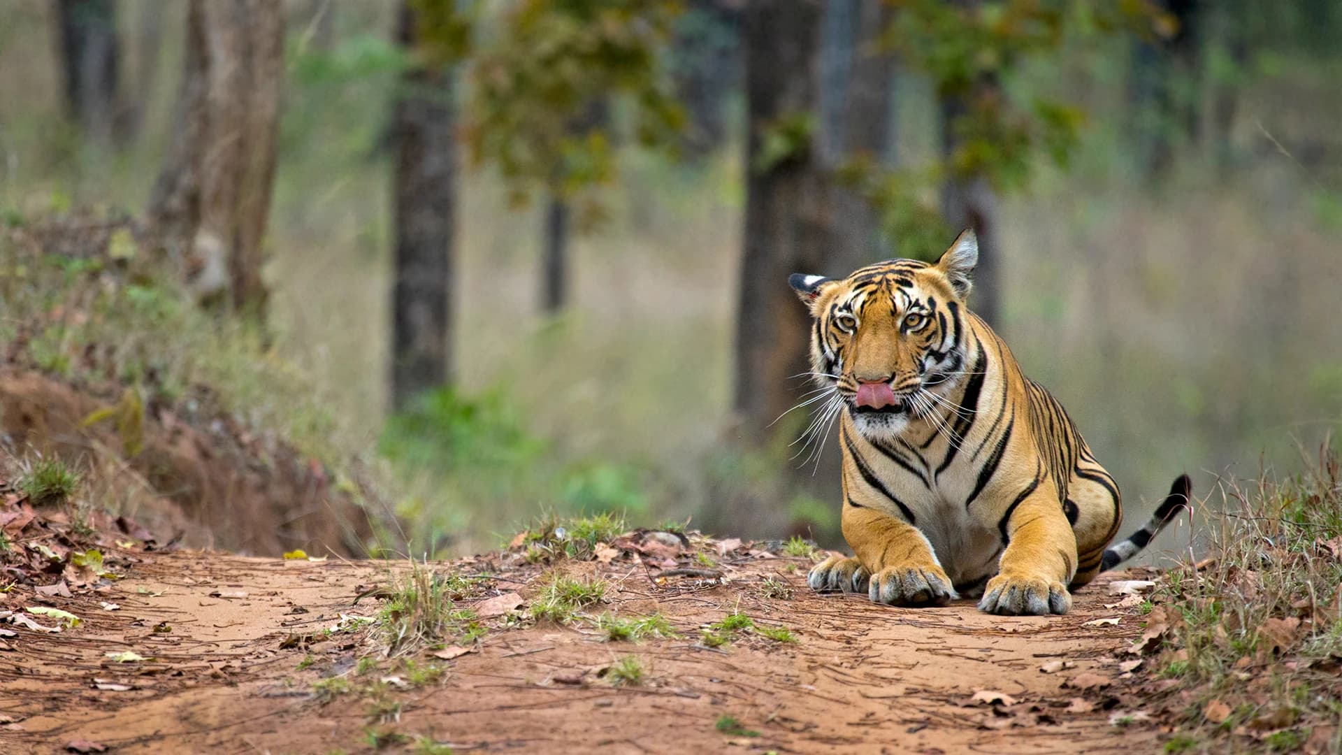 Satpura Tiger Reserve Safari