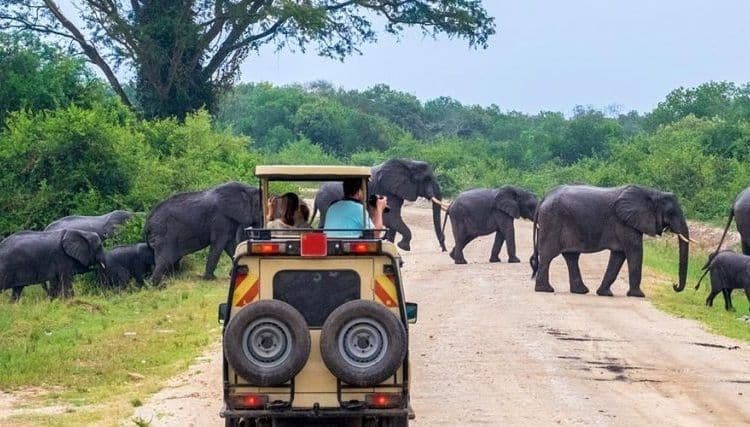 Central Serengeti Game Drive