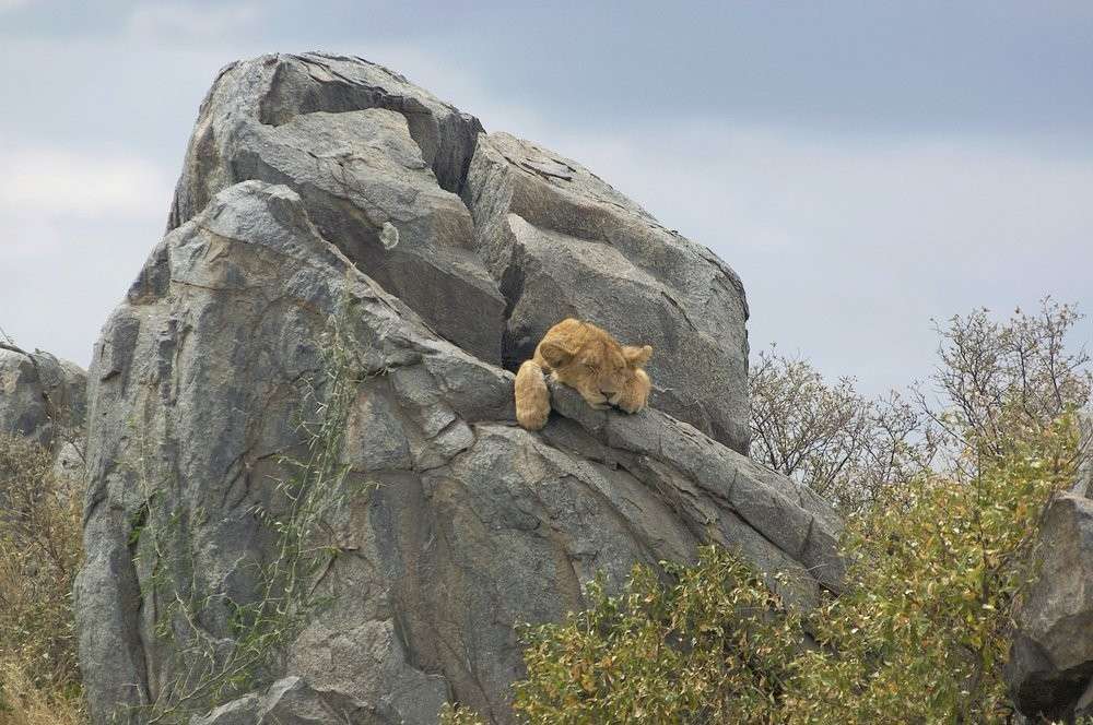 Serengeti National Park Safari visual 2