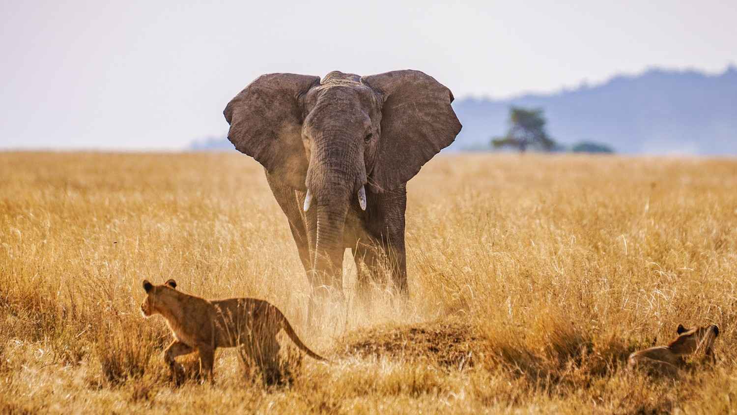 Serengeti National Park Safari