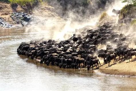 Serengeti National Park Safari
