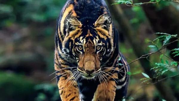 Melanistic Black Tigers