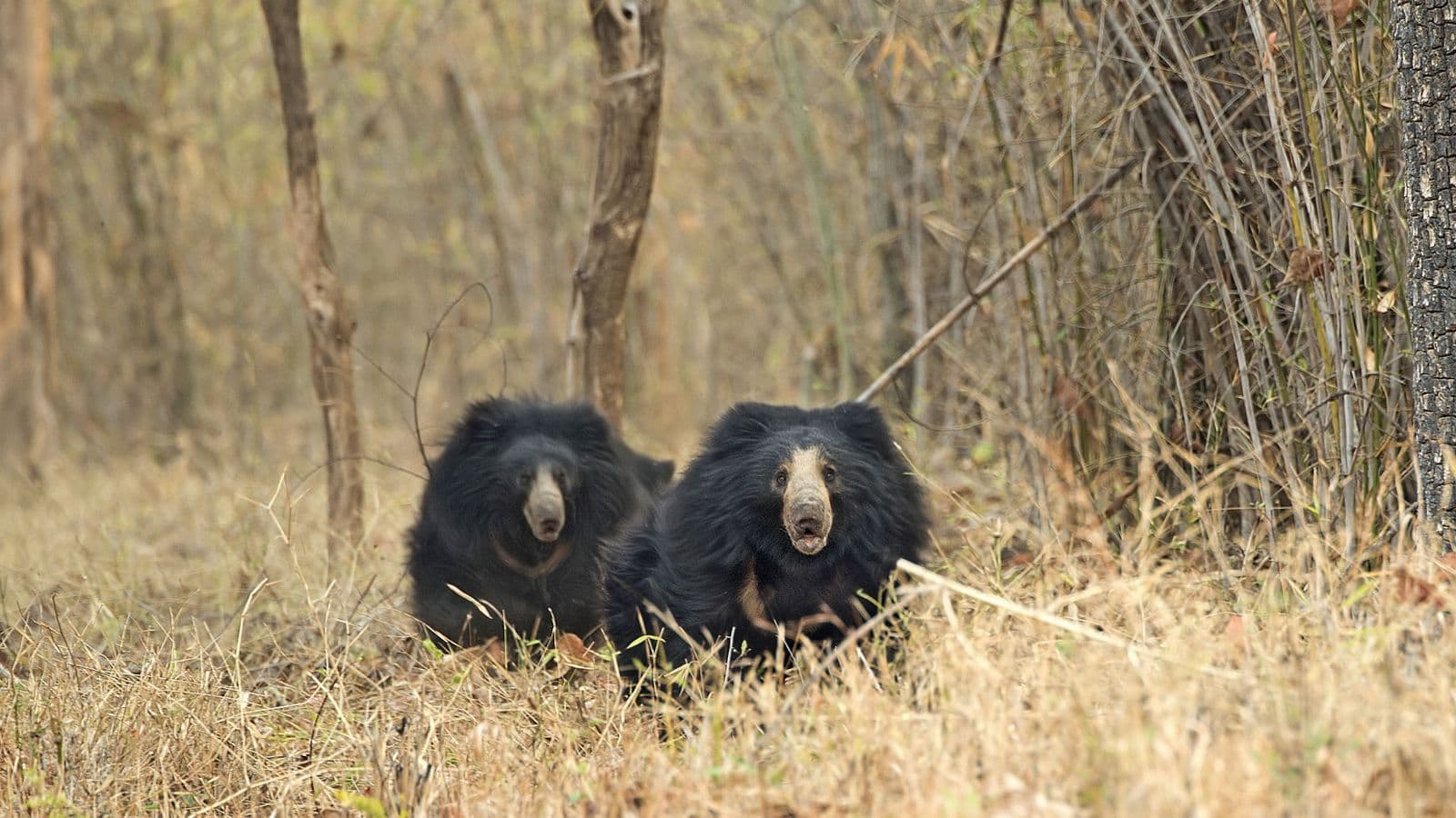Sloth Bears