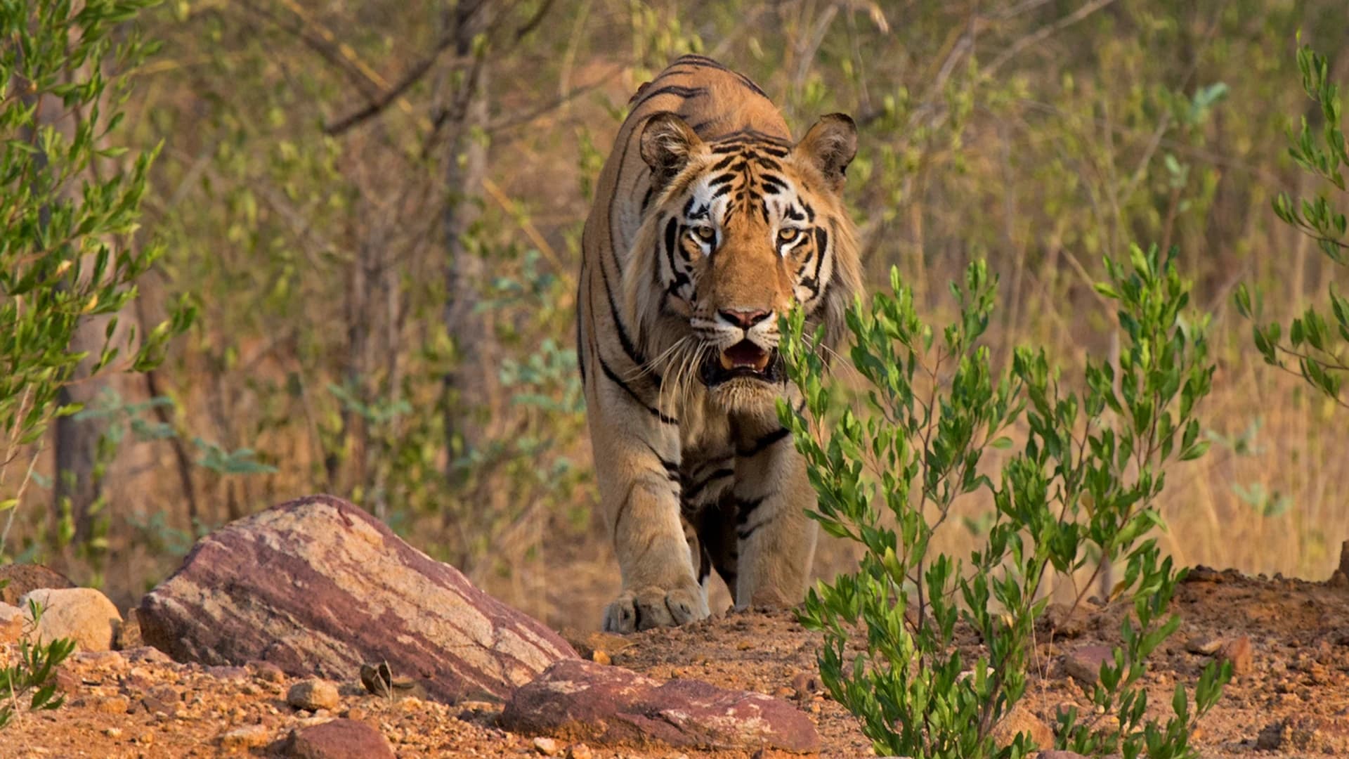 Tadoba Andhari Tiger Reserve Safari