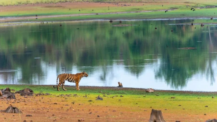 Tadoba Lake Safari
