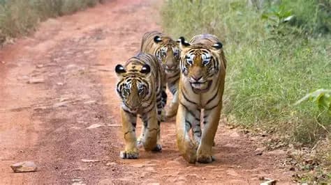 Tadoba Andhari Tiger Reserve Safari