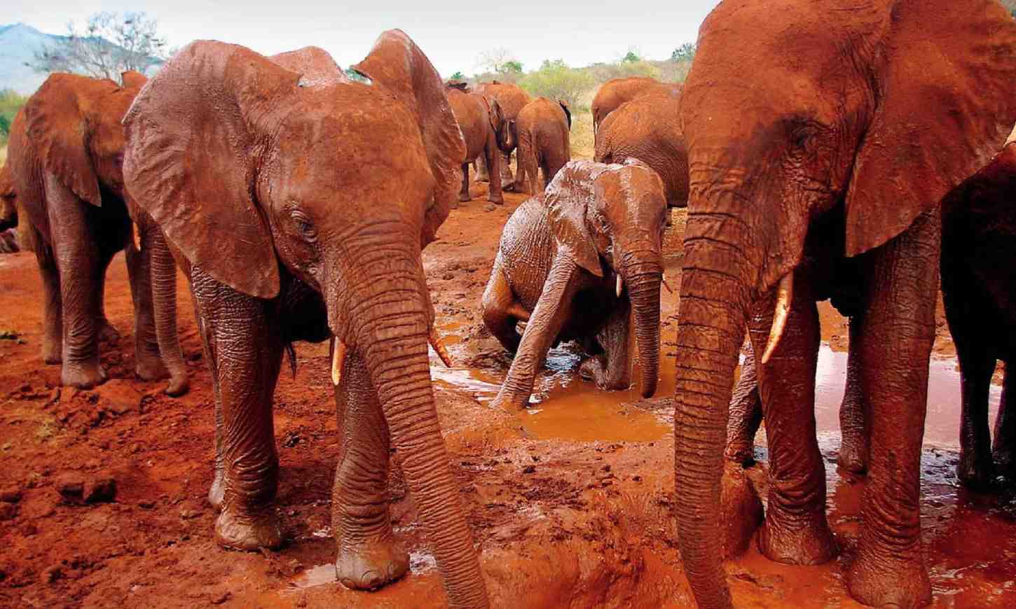 Tsavo East & West Safari