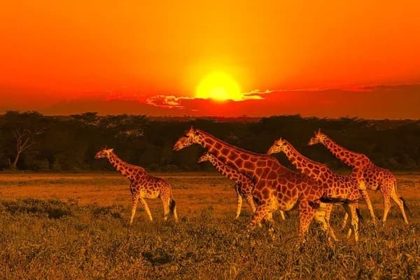 Tsavo East & West Safari signature view