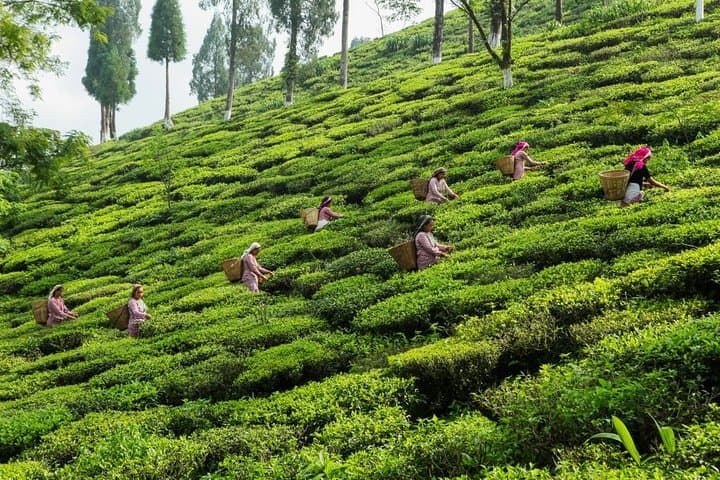 Tea gardens and mountain light for colorful Kolkata departures